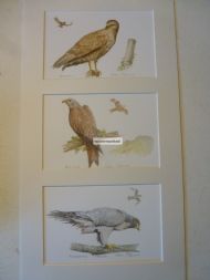 birds of prey